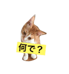 猫のむぎ（個別スタンプ：3）