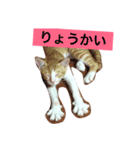猫のむぎ（個別スタンプ：4）