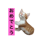 猫のむぎ（個別スタンプ：5）