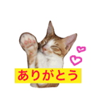 猫のむぎ（個別スタンプ：6）