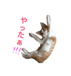 猫のむぎ（個別スタンプ：7）