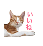 猫のむぎ（個別スタンプ：8）