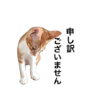 猫のむぎ（個別スタンプ：9）