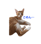 猫のむぎ（個別スタンプ：10）