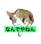 猫のむぎ（個別スタンプ：11）