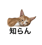 猫のむぎ（個別スタンプ：13）