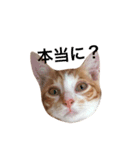 猫のむぎ（個別スタンプ：14）