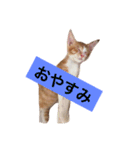 猫のむぎ（個別スタンプ：15）