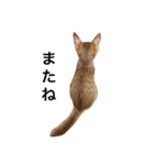 猫のむぎ（個別スタンプ：16）