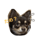 大介＆ミッキー（個別スタンプ：11）