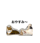こてすけ（個別スタンプ：8）