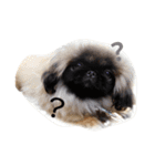 犬  ペキニーズ（個別スタンプ：1）