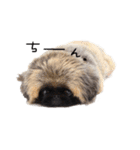 犬  ペキニーズ（個別スタンプ：3）