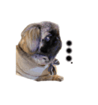 犬  ペキニーズ（個別スタンプ：4）