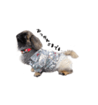 犬  ペキニーズ（個別スタンプ：5）