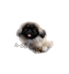 犬  ペキニーズ（個別スタンプ：8）
