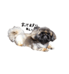 犬  ペキニーズ（個別スタンプ：10）