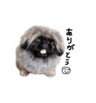 犬  ペキニーズ（個別スタンプ：11）