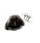 犬  ペキニーズ（個別スタンプ：13）