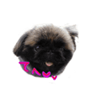 犬  ペキニーズ（個別スタンプ：14）