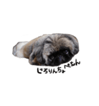 犬  ペキニーズ（個別スタンプ：15）