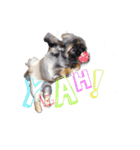 犬  ペキニーズ（個別スタンプ：17）