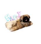 犬  ペキニーズ（個別スタンプ：18）