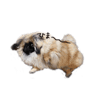 犬  ペキニーズ（個別スタンプ：20）