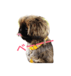 犬  ペキニーズ（個別スタンプ：23）