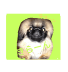 犬  ペキニーズ（個別スタンプ：24）