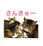 田島家の猫たち（個別スタンプ：1）