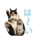 田島家の猫たち（個別スタンプ：2）