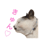 田島家の猫たち（個別スタンプ：3）