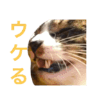 田島家の猫たち（個別スタンプ：4）