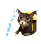 田島家の猫たち（個別スタンプ：5）