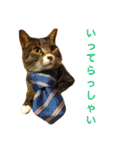 田島家の猫たち（個別スタンプ：7）