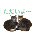 田島家の猫たち（個別スタンプ：8）