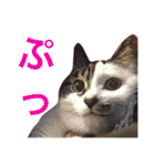 田島家の猫たち（個別スタンプ：9）