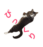田島家の猫たち（個別スタンプ：10）