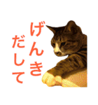 田島家の猫たち（個別スタンプ：11）