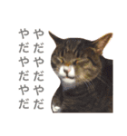 田島家の猫たち（個別スタンプ：12）