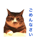 田島家の猫たち（個別スタンプ：13）