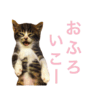 田島家の猫たち（個別スタンプ：14）