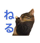 田島家の猫たち（個別スタンプ：15）