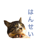 田島家の猫たち（個別スタンプ：17）