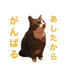 田島家の猫たち（個別スタンプ：18）