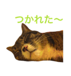 田島家の猫たち（個別スタンプ：19）