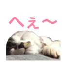 田島家の猫たち（個別スタンプ：20）