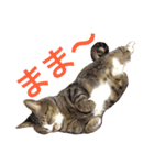 田島家の猫たち（個別スタンプ：21）