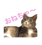 田島家の猫たち（個別スタンプ：23）